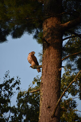 Falcon Looking For Prey from a Tree Top