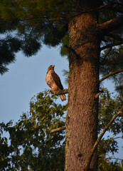 Beautiful Falcon in a Tree in the Summer
