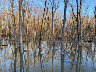 Tree trunks in the water. Marsh in autumn. Forest in a wetland.