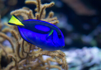 Blue tang (Paracanthurus hepatus) fish swimming underwater in an aquarium