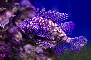 Red lionfish (Pterois volitans) swimming underwater in an aquarium