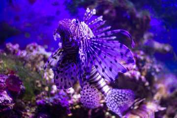 Red lionfish (Pterois volitans) swimming underwater in an aquarium