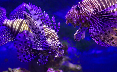 Red lionfish (Pterois volitans) swimming underwater in an aquarium