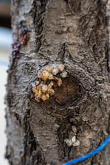 the plant sap from my open wound in the tree