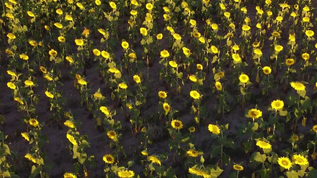 Dron ascendiendo sobre un campo sembrado con girasoles