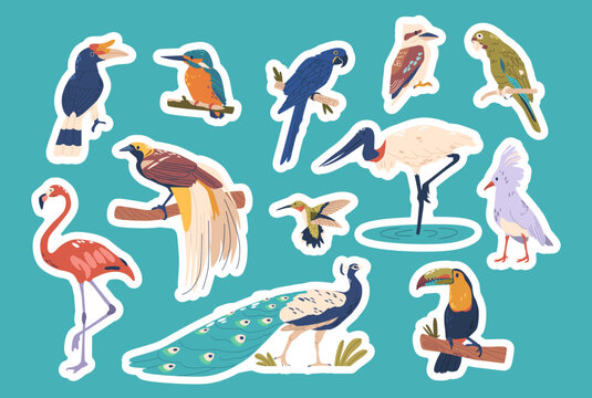 Tropical Birds Boast Vibrant Plumage. Isolated Vector Stickers Set. Rainforests Macaw, Toucan, And Parrot, Patches