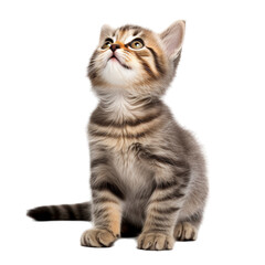 british cat isolated on white