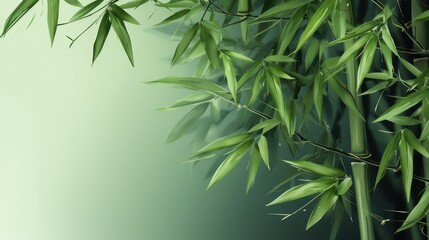 Green bamboo plant in tropical rainforest of Asia, with green leaves growing abundantly. Nature oriental background wallpaper.