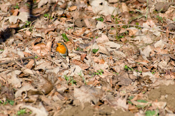 The European robin on the ground among the dry leaves close-up