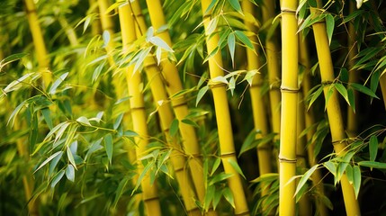 Fototapeta na wymiar Yellow bamboo plant in tropical rainforest of Asia, with green leaves growing abundantly. Nature oriental background wallpaper.