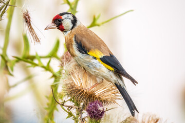 European goldfinch, feeding on the seeds of thistles. Carduelis carduelis.