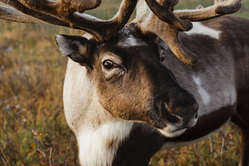Portrait of Northern reindeer (Rangifer tarandus) close-up with massive antlers in autumn tundra.
