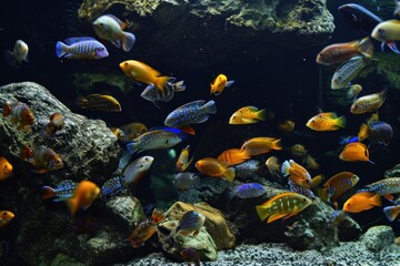 Fototapeta premium Aquarium housing Lake Malawi cichlids