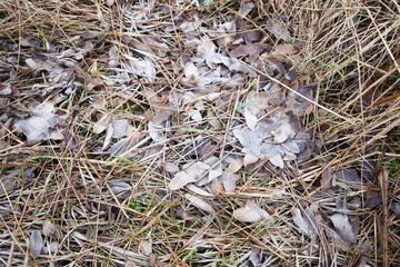 Muddy road, frozen mud, frost on the grass and sheets of ice in puddles. Pre-winter in Poland.