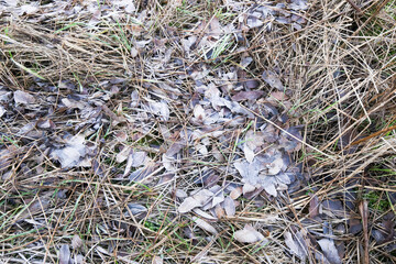 Muddy road, frozen mud, frost on the grass and sheets of ice in puddles. Pre-winter in Poland.