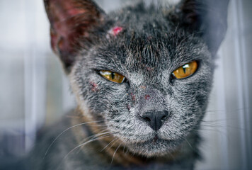 Close up of Cat sickness face allergic fungal skin disease with collar , Atypical dermatitis in a domestic cat , bacteria infections animal