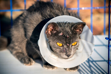 Cat sickness face allergic fungal skin disease with collar in animal cage, Atypical dermatitis in a domestic cat , bacteria infections animal