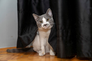 A mischievous, curious cute gray and white cat is looking standing behind the curtain it is scratching, looking. The cat is hiding behind the curtain. Disabled cat one finger amputated.