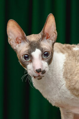 Cornish Rex cat on a green background