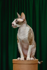 Cornish Rex cat on a green background