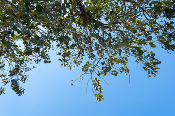Tree branches gracefully reaching towards the blue sky in a vibrant natural landscape, capturing the beauty of leaves and foliage during a sunny day