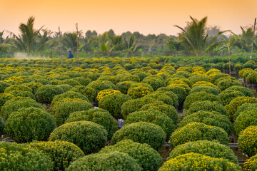 view of Sa Dec flower garden in Dong Thap province, Vietnam. It's famous in Mekong Delta, preparing transport flowers to the market for sale in Tet holiday.