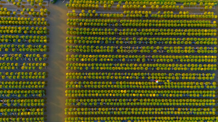 Aerial view of Sa Dec flower garden in Dong Thap province, Vietnam. It's famous in Mekong Delta, preparing transport flowers to the market for sale in Tet holiday.