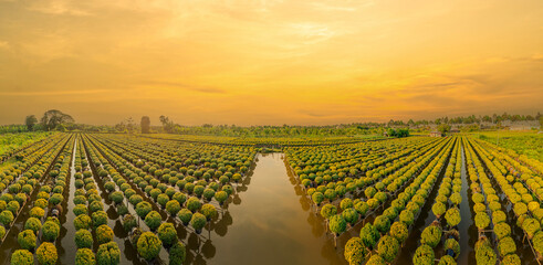 Aerial view of Sa Dec flower garden in Dong Thap province, Vietnam. It's famous in Mekong Delta,...