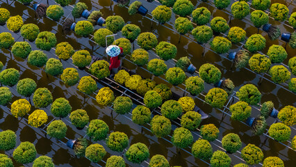 Aerial view of Sa Dec flower garden in Dong Thap province, Vietnam. It's famous in Mekong Delta, preparing transport flowers to the market for sale in Tet holiday.