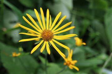 Senecio ovatus, tall yellow flower in the forest in summer