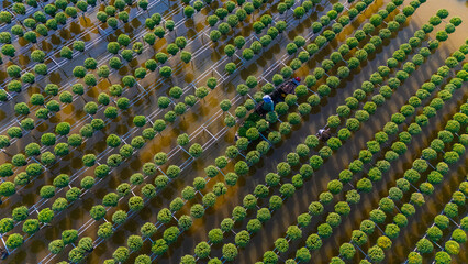 Obraz premium Aerial view of Sa Dec flower garden in Dong Thap province, Vietnam. It's famous in Mekong Delta, preparing transport flowers to the market for sale in Tet holiday.