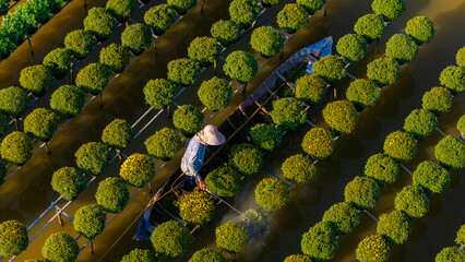 Aerial view of Sa Dec flower garden in Dong Thap province, Vietnam. It's famous in Mekong Delta, preparing transport flowers to the market for sale in Tet holiday. - obrazy, fototapety, plakaty