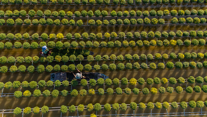 Obraz premium Aerial view of Sa Dec flower garden in Dong Thap province, Vietnam. It's famous in Mekong Delta, preparing transport flowers to the market for sale in Tet holiday.
