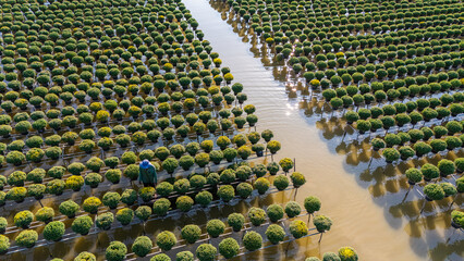 Obraz premium Aerial view of Sa Dec flower garden in Dong Thap province, Vietnam. It's famous in Mekong Delta, preparing transport flowers to the market for sale in Tet holiday.