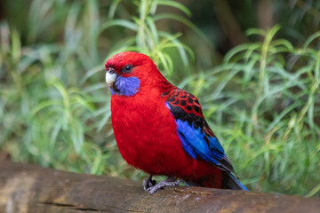 A beautifully coloured crimson rosella parrot (platycercus elegans), surveys its surroundings in Sherbrooke Forest national park near Melbourne, Australia.