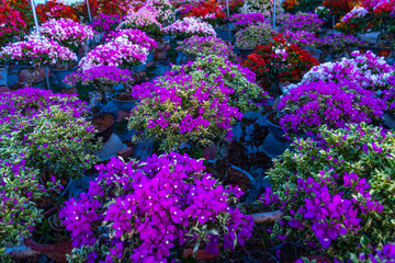 Drum village of bougainvillea blooms throughout Cho Lach flower garden, Ben Tre, Vietnam. Preparing...