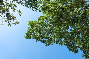 Green leaves and branches under the vibrant blue sky in a sunny forest landscape, surrounded by nature's beauty