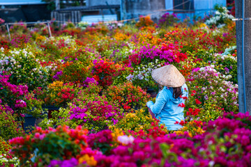 Drum village of bougainvillea blooms throughout Cho Lach flower garden, Ben Tre, Vietnam. Preparing...