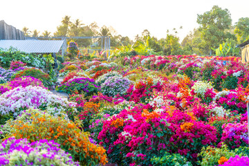 Drum village of bougainvillea blooms throughout Cho Lach flower garden, Ben Tre, Vietnam. Preparing...