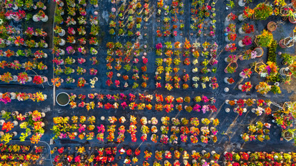 Aerial view of Cho Lach flower garden in Ben Tre, Vietnam. It's famous in Mekong Delta, preparing transport flowers to the market for sale in Tet holiday - obrazy, fototapety, plakaty