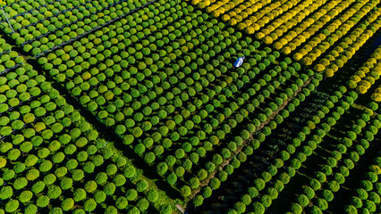 Aerial view of Cho Lach flower garden in Ben Tre, Vietnam. It's famous in Mekong Delta, preparing transport flowers to the market for sale in Tet holiday - obrazy, fototapety, plakaty