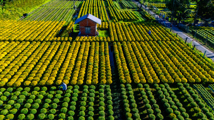 Aerial view of Cho Lach flower garden in Ben Tre, Vietnam. It's famous in Mekong Delta, preparing...