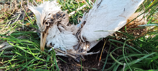 Closeup of dead decaying bird