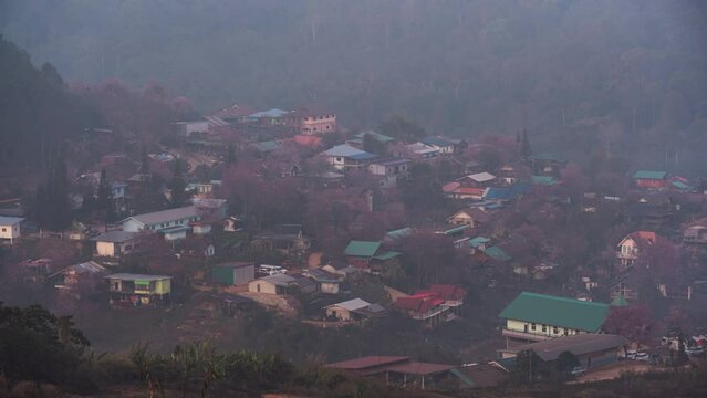 Viewpoint of sunrise over Thai tribe village with wild himalayan cherry blooming at Ban Rong Kla