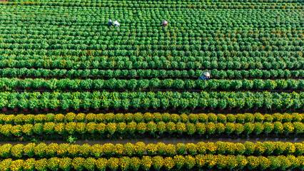 Aerial view of My Phong flower garden in My Tho, Vietnam. It's famous in Mekong Delta, preparing...