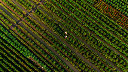 Aerial view of My Phong flower garden in My Tho, Vietnam. It's famous in Mekong Delta, preparing transport flowers to the market for sale in Tet holiday