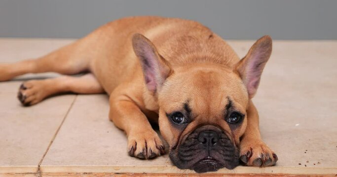 Endearing portrait of French Bulldog puppy lying on tiles, featuring a close-up of its cute muzzle with standing ears. Small dog gazes at camera, then lifts its head and turn to check something aside