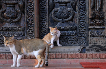 baby cat and its mother  in kathmandu - 723174977