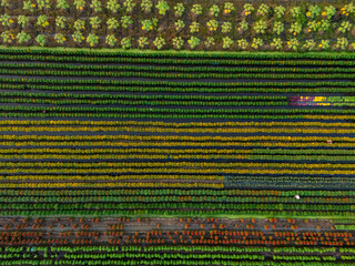 Aerial view of My Phong flower garden in My Tho, Vietnam. It's famous in Mekong Delta, preparing transport flowers to the market for sale in Tet holiday