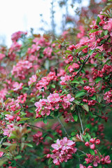 Fototapeta premium pink and white flowers